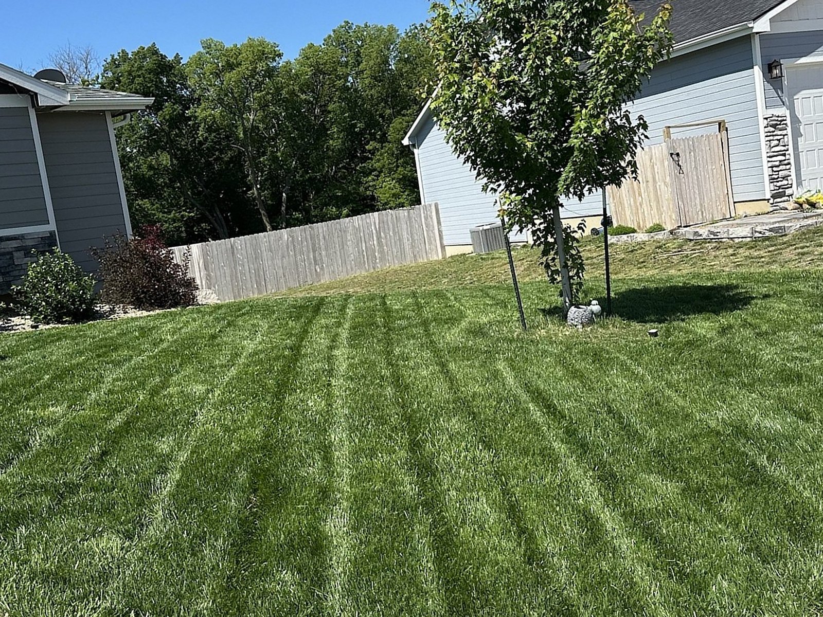 Freshly mowed front lawn with even mowing stripes next to a light blue house and a young tree